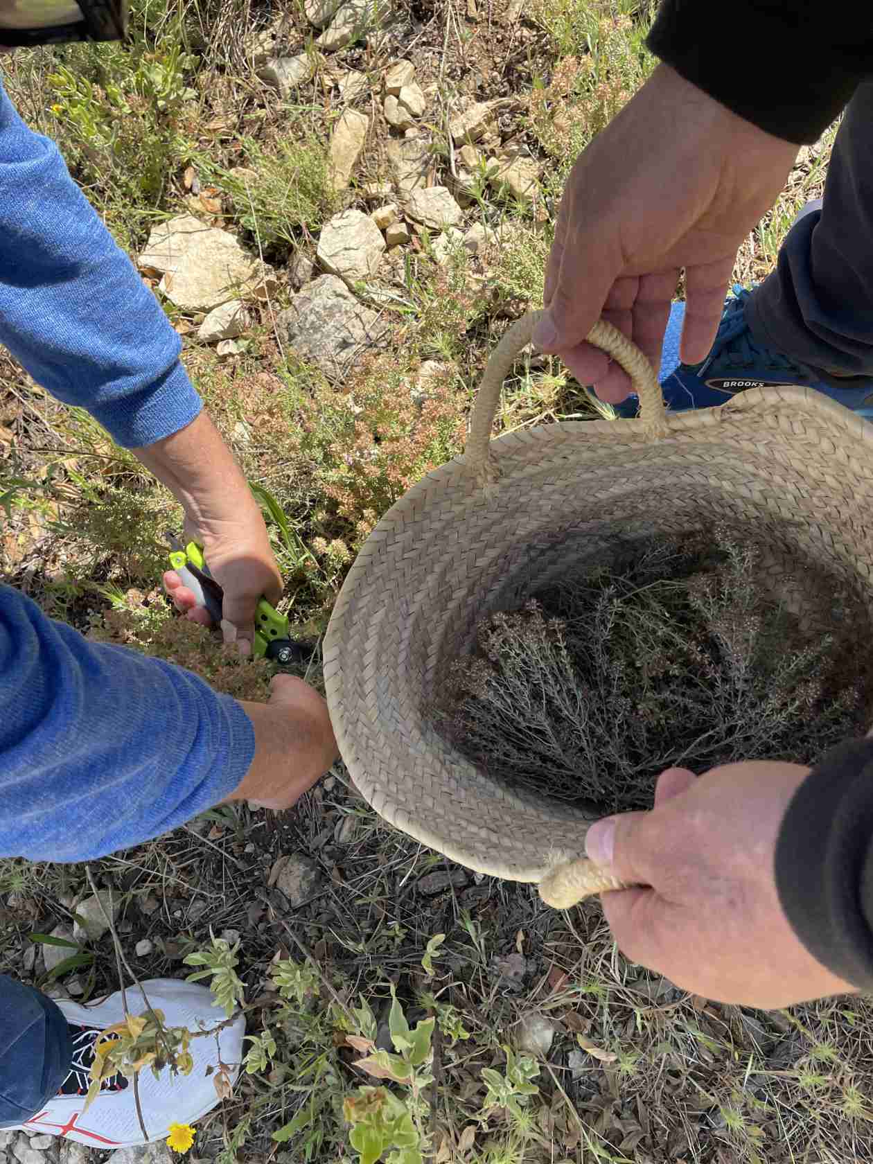 Visita Vinyes Domènech