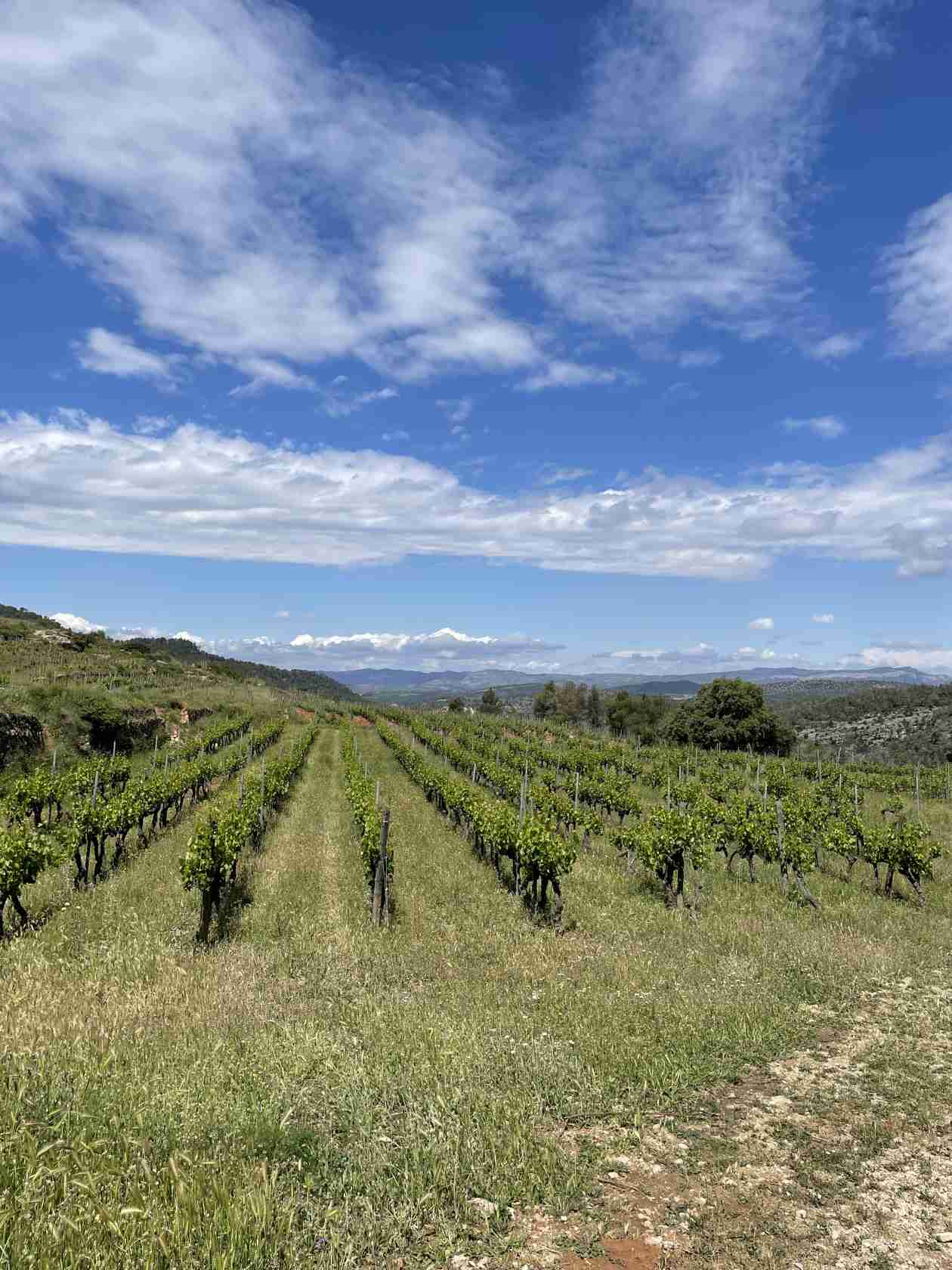 Viñedo