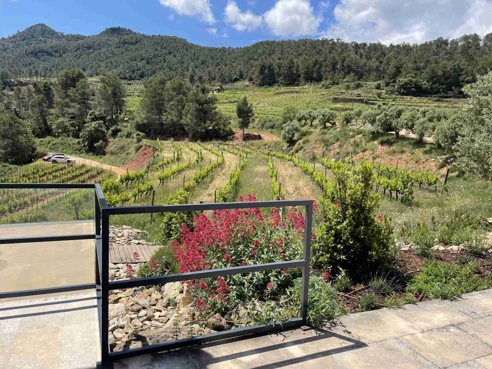 Viñedo